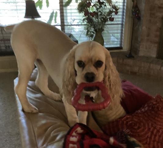 Dexter, with his hair clipped down. Growing his skirts out now