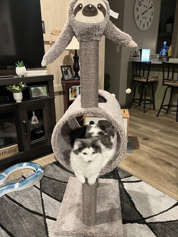 He feels safe and loves laying on the bottom also