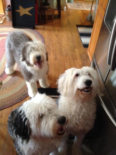 Emma, Molly, & King Louie. My Sweet Babie's !