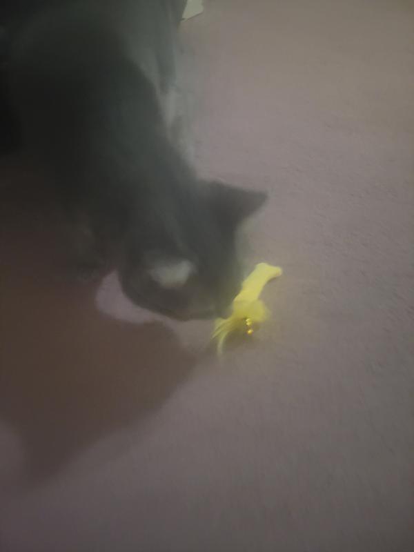 Nermal loves attacking and rolling on the floor with the fish
