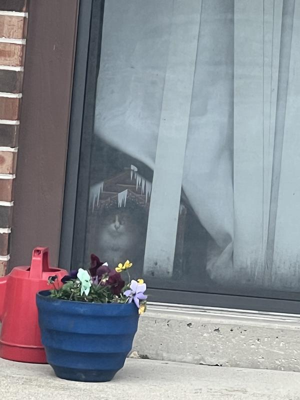 Nero loves to watch the outside world