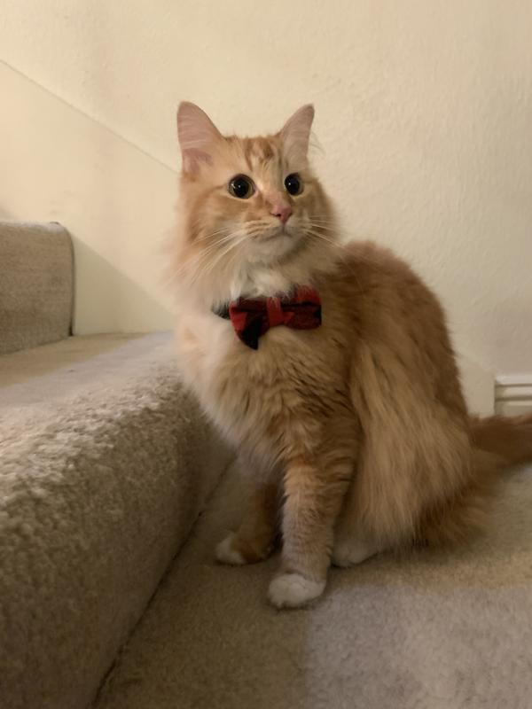 Frisco Holiday Dog & Cat Tie, Red