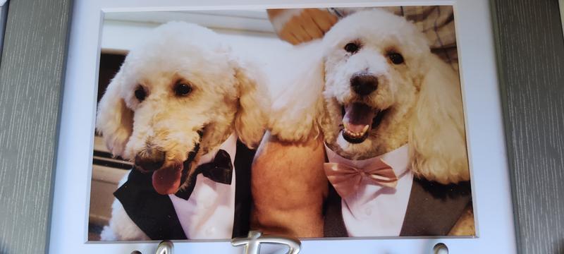 Kuoser Dog Tuxedo