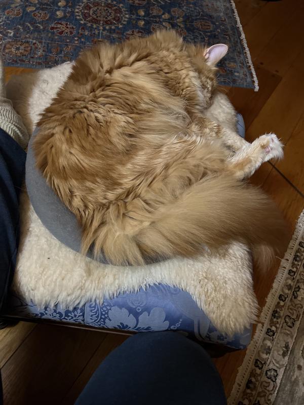 FRISCO Self Warming Bolster Round Kitten Bed, Gray