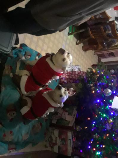 Xmas with chewy