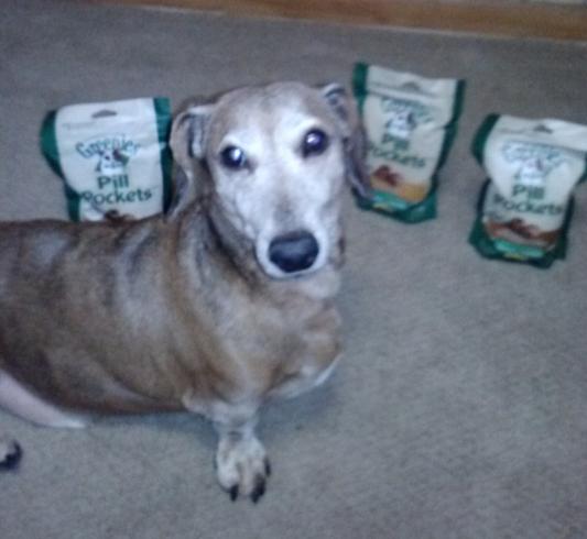 Oscar Guarding his Pill Pockets!