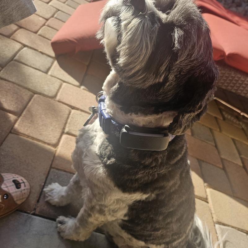 Tractive tracker on Cavapoo