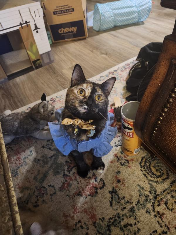 the weirdo who loves dog toys