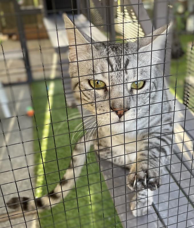 Teddy on the ant free catio