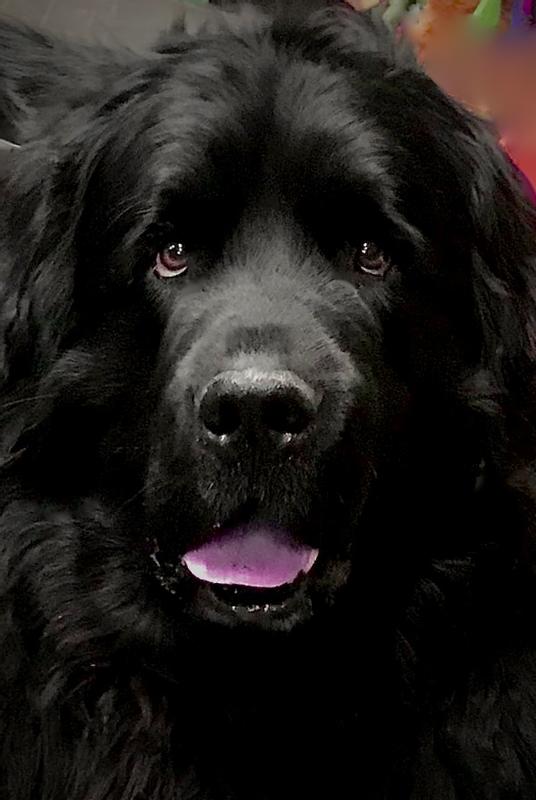 Handsome Sampson Loves Water Rescue Trials