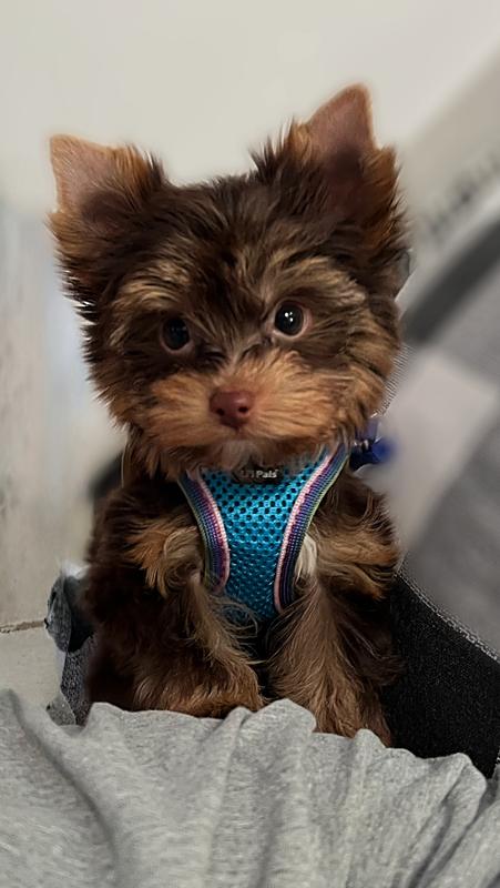 So cute in his tiny little harness