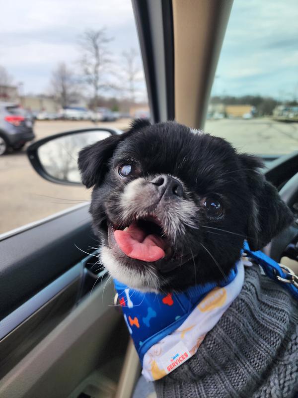 Koda