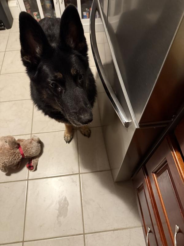 Guinness ready for his Royal Canin Fresh Nutrition dinner!