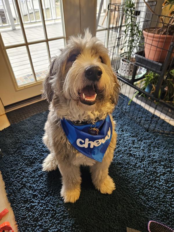 Barbado da Terceira's love CHEWY!