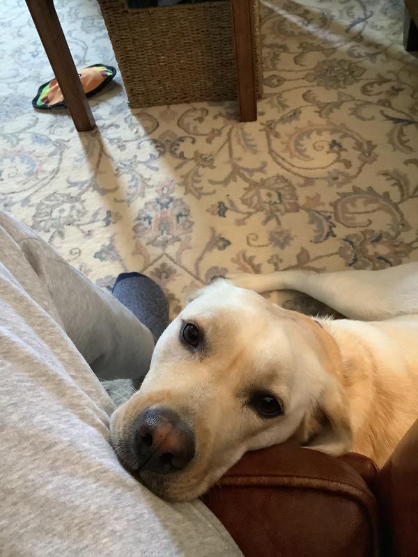 Love my Nutro Lamb and brown rice!