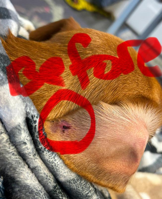 before - the wound that just wouldn't heal....