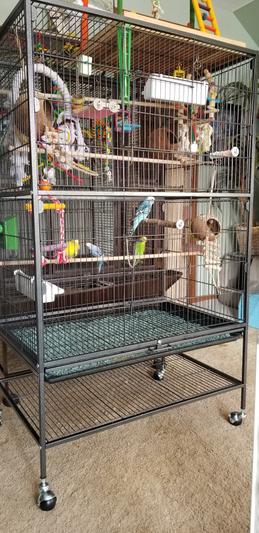 Happy Parakeets in their new home!