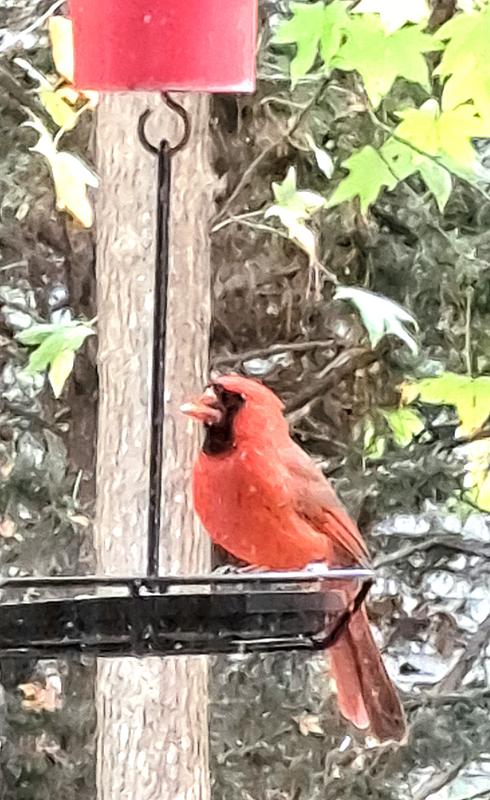 I call him half beek because he furst showed up as a baby with no upper beek. I didnt even know it was a Cardinal. 2 years later hes beautiful with a developed upper beek and can eat the seeds easily