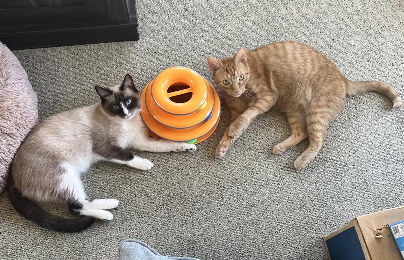 Out of Stock CATSTAGES Tower of Tracks Cat Toy Chewy