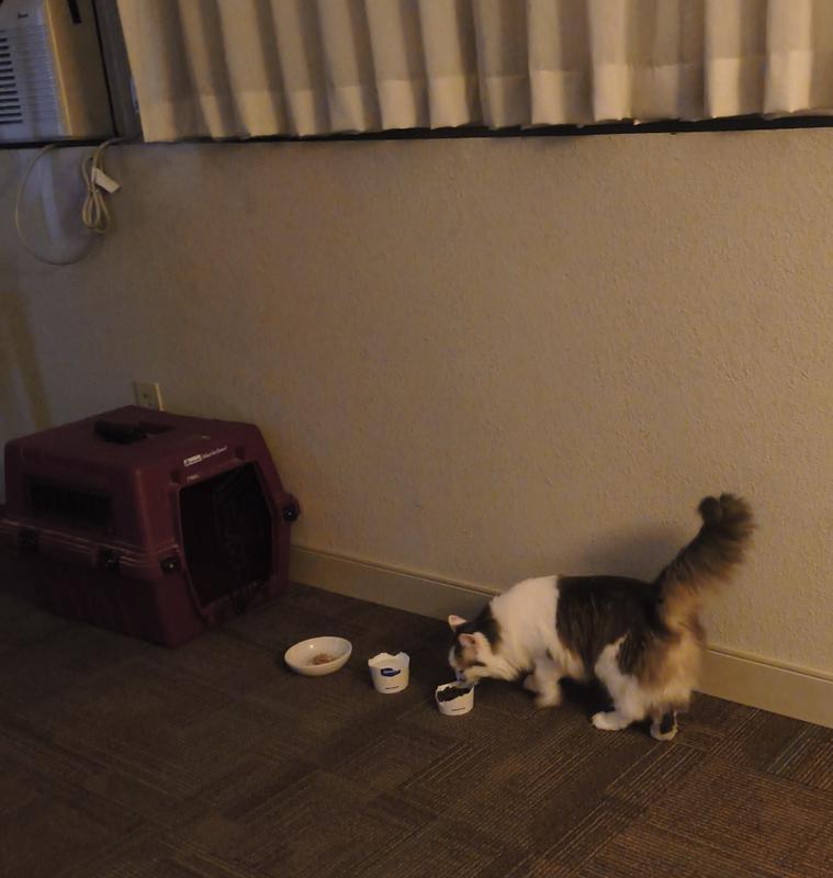 Even in the hotel, Spice will only go for Feline Caviar.