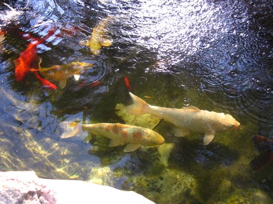 Result of feeding Tetra Pond Koi Vibrance Sticks