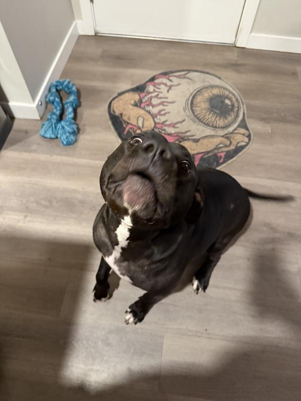 Chester “yelling” at me about his food