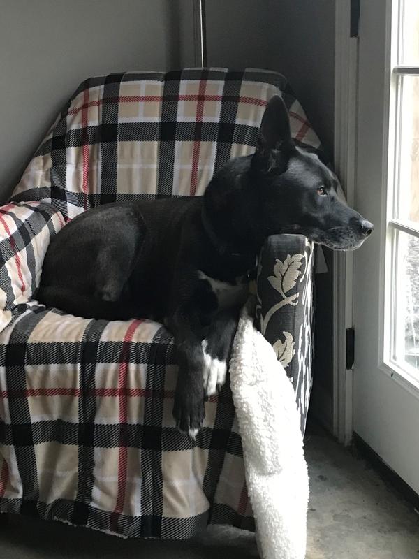 Angel in his favorite place...