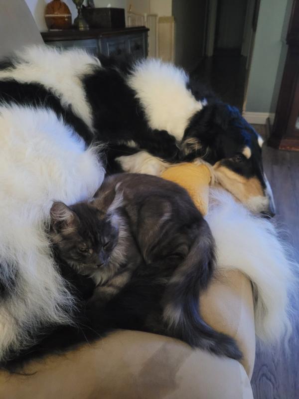 Koda and Oden love each other.
