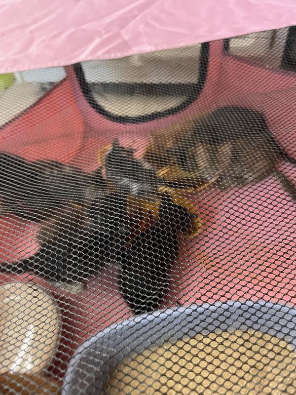 Older kittens sharing a meal