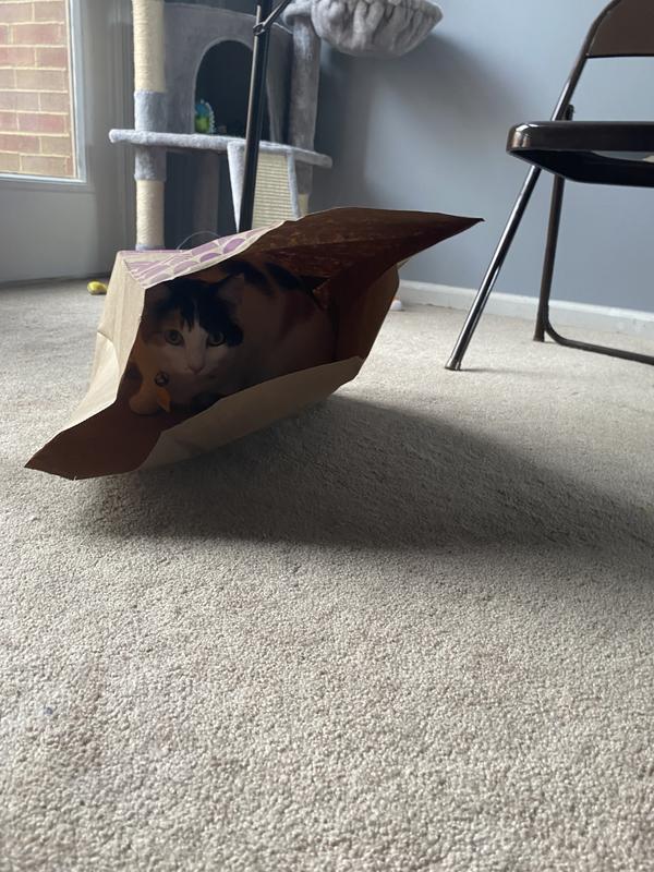 SMARTYKAT Cat Caves Catnip Infused Paper Bags, 2 count