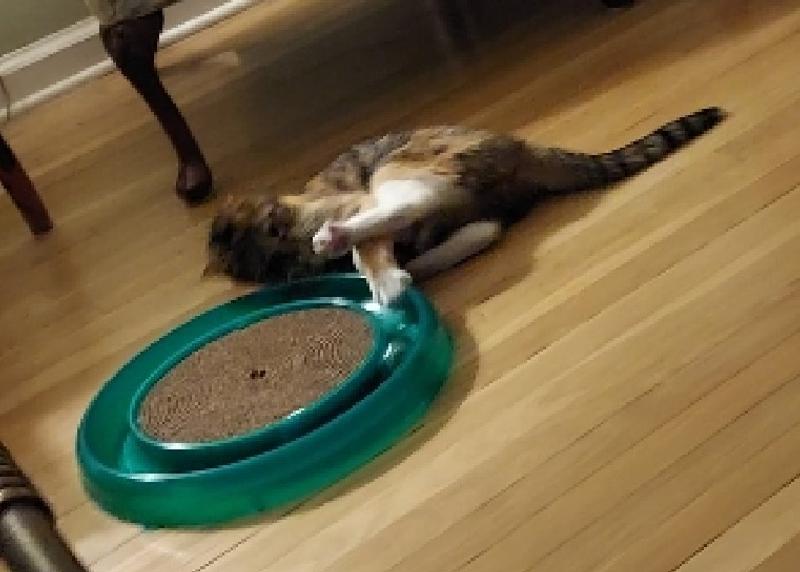 BERGAN Star Chaser Turbo Scratcher Cat Toy, Color Varies