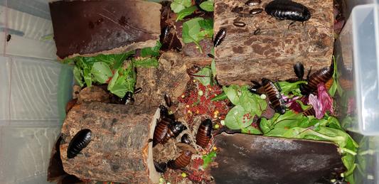 Some of the madagascan hissing cockroaches chowing down on the pellets.