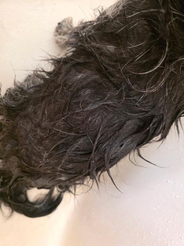 soaked into fur
