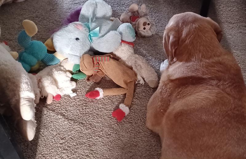 Tahoe is having a meeting with a few of his stuffed toys