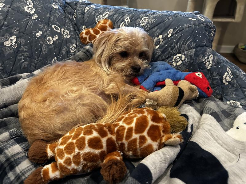 Charlie and his favorite toys.