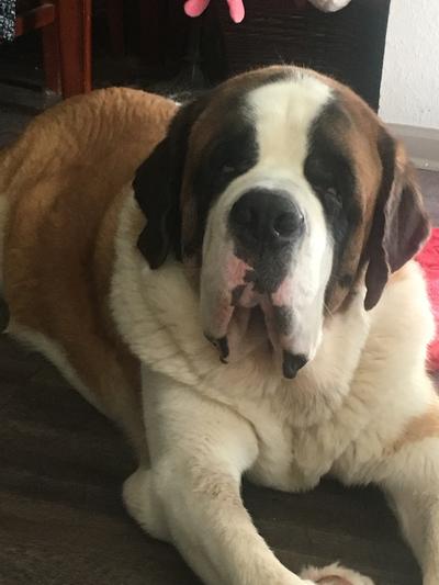 Bogie 4 years young @ 197.4 lbs.