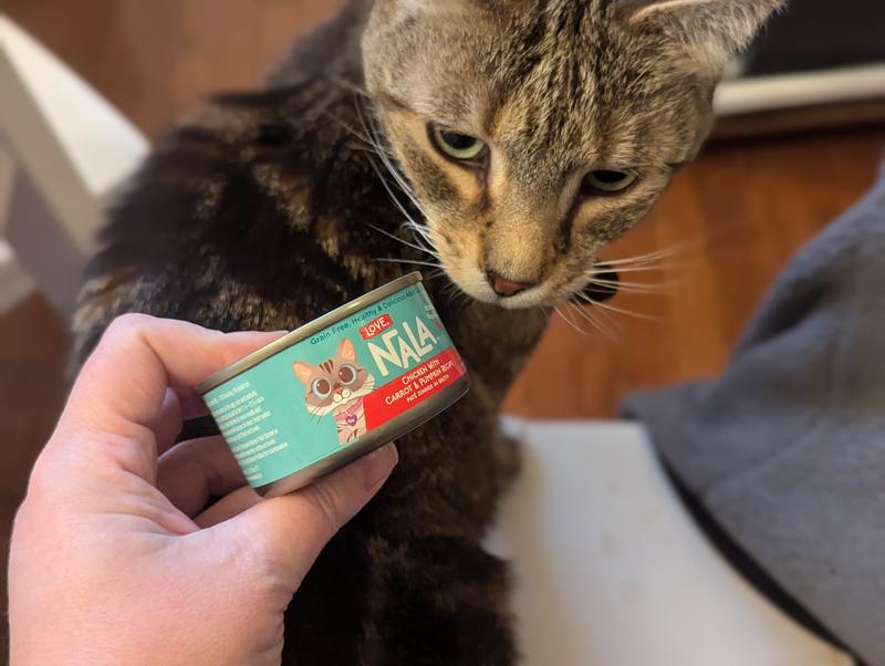 Jordy, a large tabby cat, sniffs an unopened can of Love Nala chicken pate.