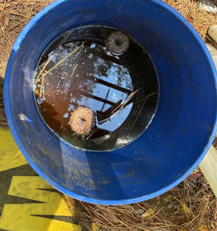 Here is one of the mosquito dunk buckets a few days after we put them out. You can already see the dead mosquito larvae accumulating on the top of the water.
