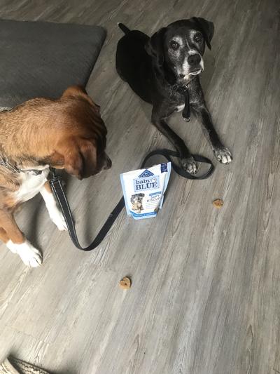Patiently waiting for a treat. And pup has his eye on both!
