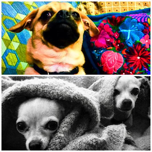 Discontinued PL360 Soothing Lavender Scented Foaming Dog Shampoo, 7