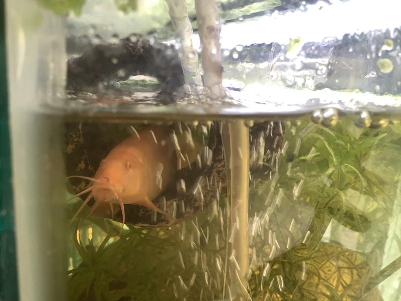 Bartholomew the dojo loach really enjoys his floating log