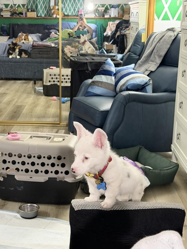 Puppy sits at the top watching everything!