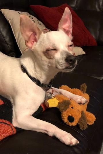 Flea-free on Bravecto!