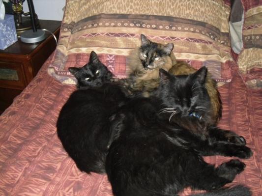 Coco, Vanessa & Zorro, 13 yrs. old