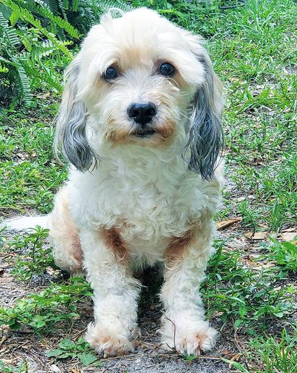 Oppa my maltipoo
