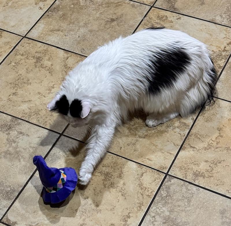 Cuddles is intrigued.