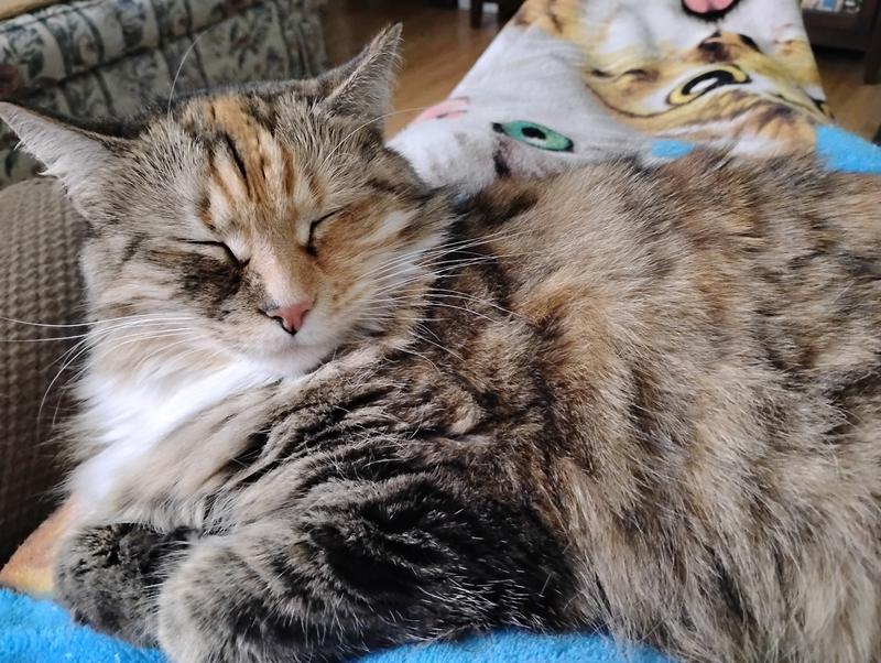 My "Rose" is almost 7 yrs, and, a long haired, part Maine Coon!