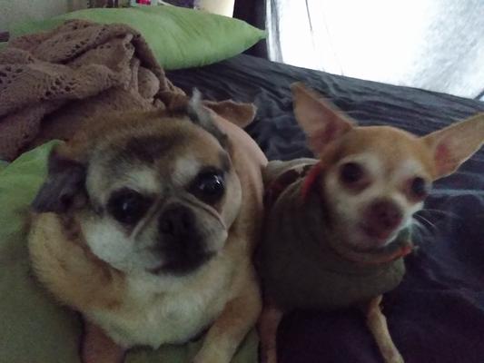 Bosco and Lulu love CHEWY!!!