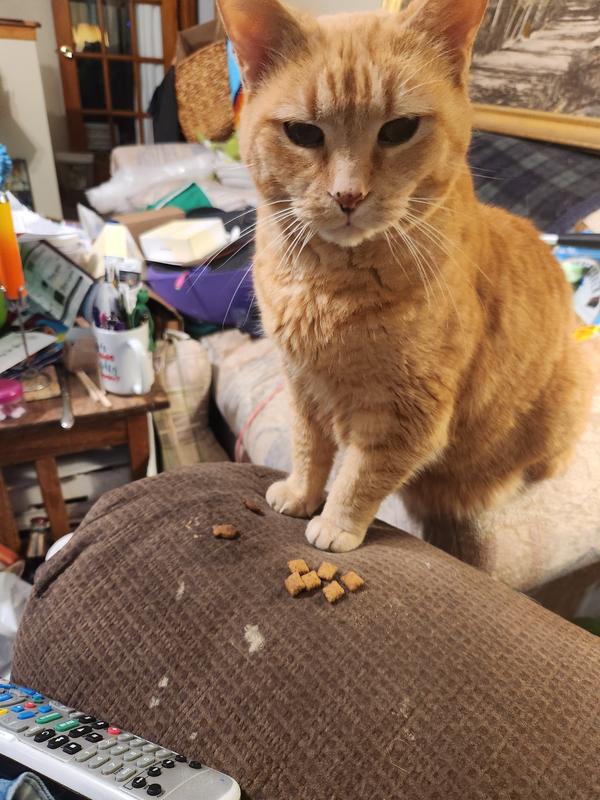 CC ate the Friskies, but left Temptations alone. They hurt his teeth.