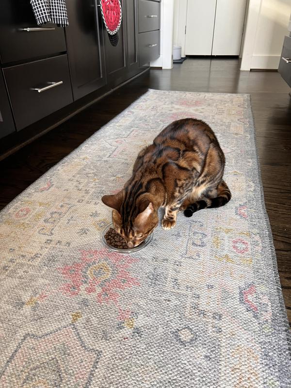 MARTHA STEWART PET FOOD Salmon & Oatmeal Recipe Dry Cat Food reviews